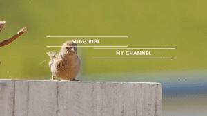 Relaxation Nature Video